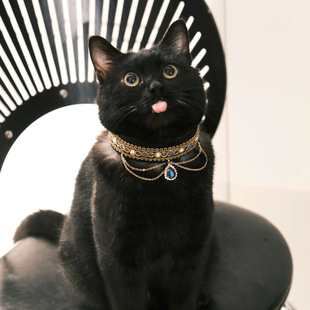 猫咪项圈珍珠脖套宠物摄影饰品高贵复古阿比猫圈可爱宠物项链宝石