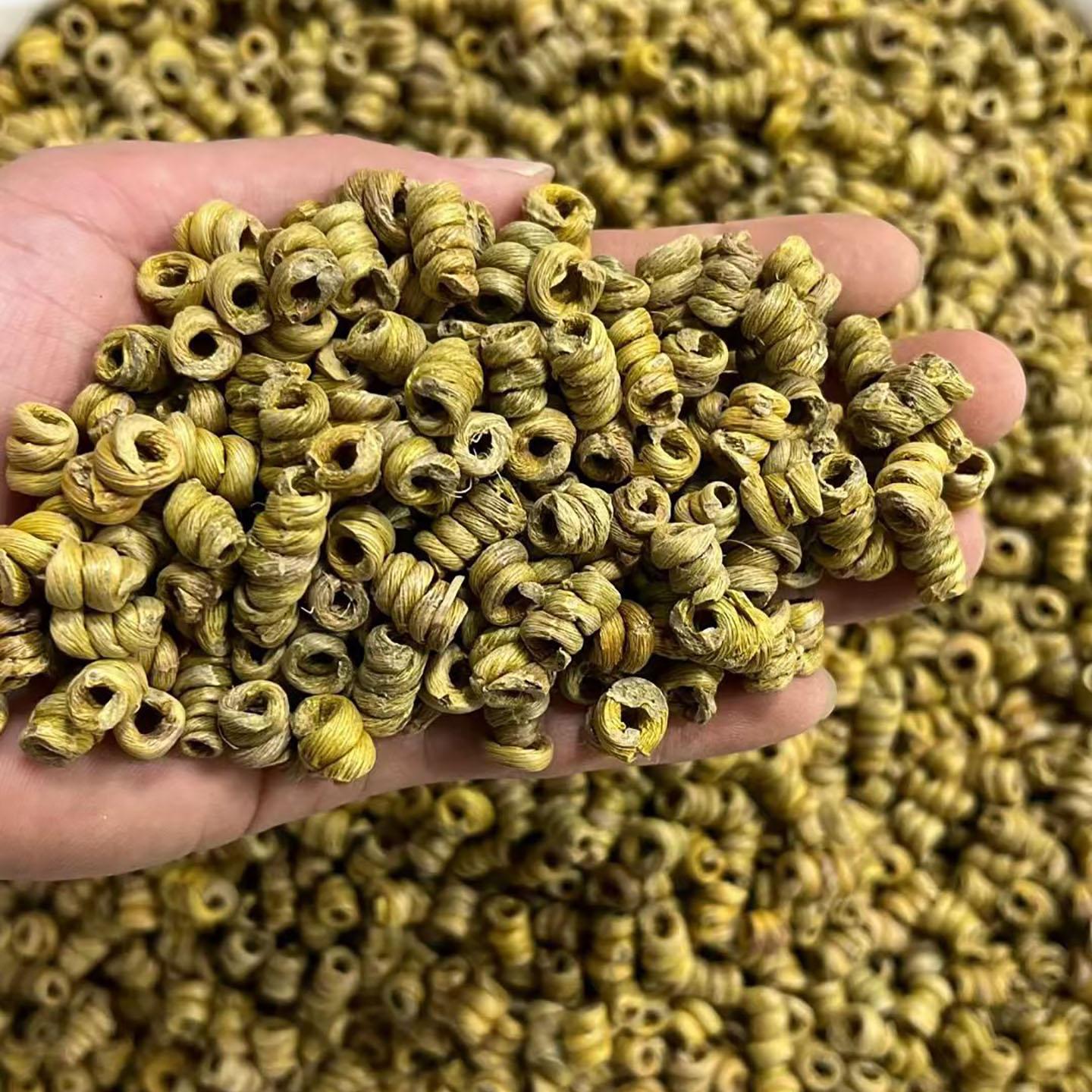 正宗霍山精选铁皮石斛新货枫斗深山生长胶质饱满中药材特级石斛粉