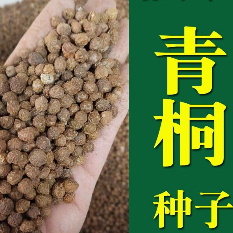 青桐青桐树种子绿化青皮梧桐树种子法国梧桐树种子法桐种子梧桐籽