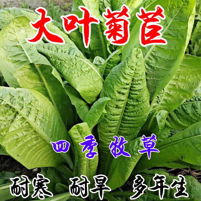 进口将军菊苣种子大叶菊苣多年生四季牧草种子猪牛羊鸡鸭鹅鱼草籽 鲜花速递/花卉仿真/绿植园艺 家庭园艺种子 原图主图