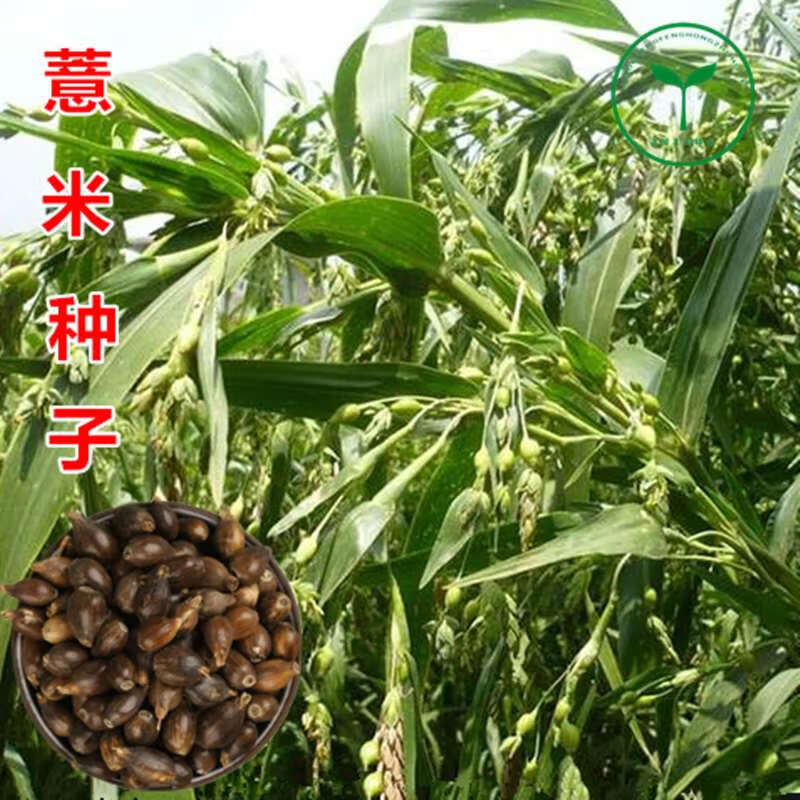 新薏米种子小薏米籽草珠子薏苡仁种籽六谷子四季播种五谷杂粮薏米