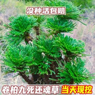 卷柏九死还魂草桌面花卉植物盆景卷柏盆栽假山组合吸水石菖蒲兰花