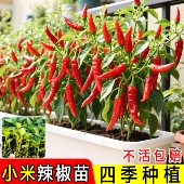 超辣红小米辣椒苗秧带土球簇生白小米辣朝天椒野山椒种子四季 盆栽