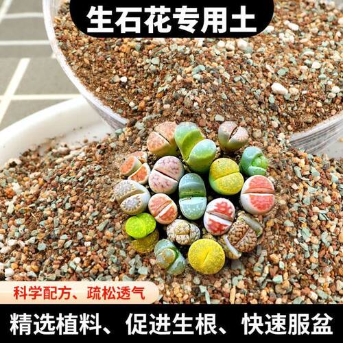 生石花专用土多肉屁屁种植营养土播种pp铺面石肉锥番杏科颗粒土