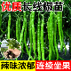 高产线椒辣椒苗长青椒尖椒二荆条南方春季 菜种籽子孑盆栽蔬菜苗秧
