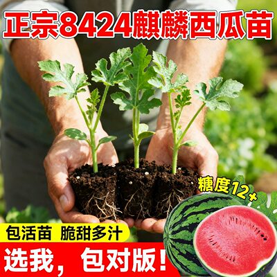 西瓜苗8424麒麟四季种植早熟嫁接苗秧春夏种苗种子西瓜瓜果蔬菜苗