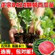 西瓜苗8424麒麟四季 种植早熟嫁接苗秧春夏种苗种子西瓜瓜果蔬菜苗