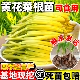 四季 黄花菜种苗食用黄花菜根苗多年生种植金针菜苗根黄花菜种苗根