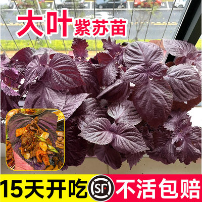 寿光正宗紫苏苗秧四季高产紫苏种子带土球阳台盆栽可食用香料蔬菜