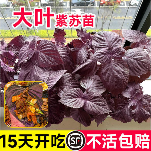 寿光正宗紫苏苗秧四季高产紫苏种子带土球阳台盆栽可食用香料蔬菜