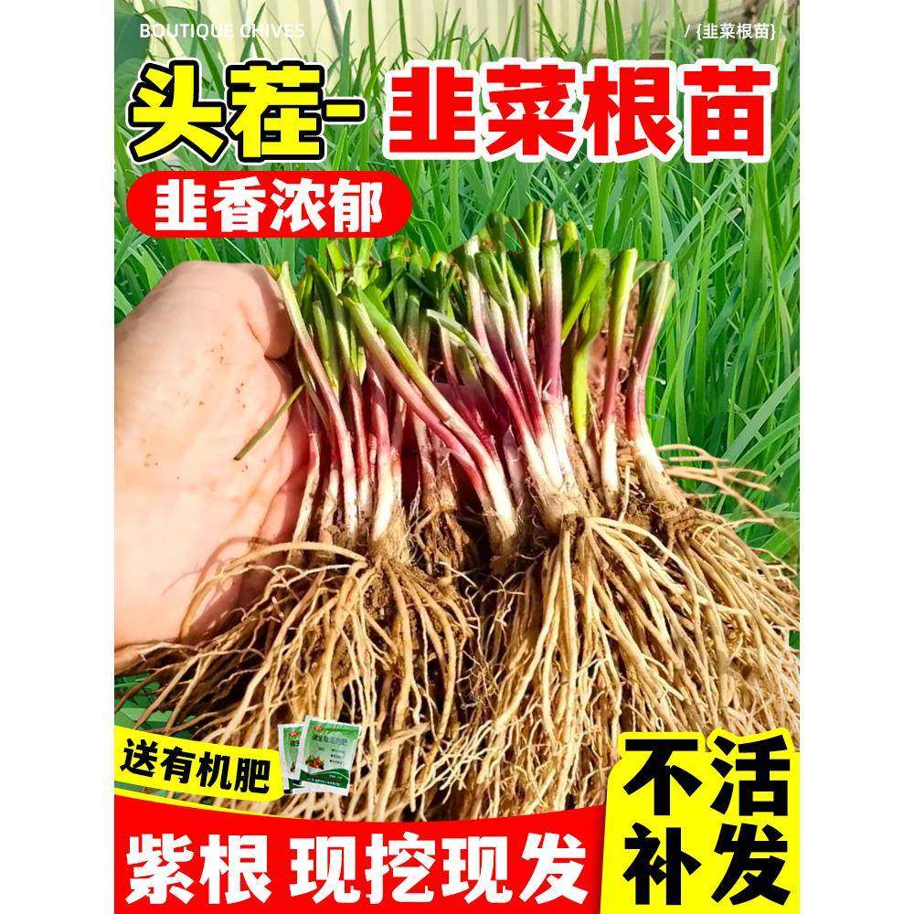 韭菜根苗紫红根大小宽细香叶四季带土现挖盆栽蔬菜新老品种韭菜根,鲜花速递/花卉仿真/绿植园艺,种苗/半成品盆栽,淘宝优惠券,粉丝福利购,淘宝优惠卷