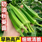 秋葵苗带土四季 水果秋葵红黄绿秋葵耐老超嫩春秋种子阳台盆栽秧苗