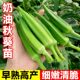 秋葵苗带土四季 水果秋葵红黄绿秋葵耐老超嫩春秋种子阳台盆栽秧苗