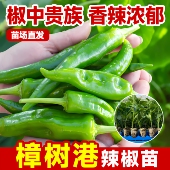 樟树港辣椒苗秧苗香辣朝天椒幼苗四季 南方种阳台盆栽菜园蔬菜苗子