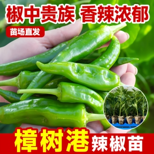 樟树港辣椒苗秧苗香辣朝天椒幼苗四季南方种阳台盆栽菜园蔬菜苗子