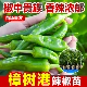 樟树港辣椒苗秧苗香辣朝天椒幼苗四季 南方种阳台盆栽菜园蔬菜苗子