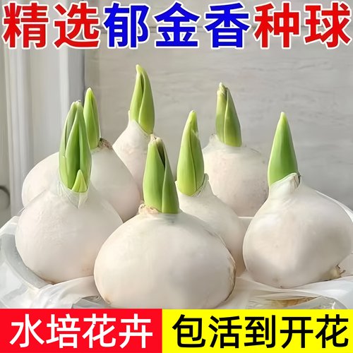 进口郁金香种球水培花卉植物四季开花种子室内花盆栽花苗水养好活