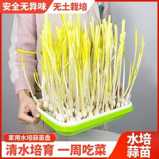 蒜苗蒜黄种植盆发豆芽菜芽苗菜家用育苗盘盒专用水培器皿种蒜神器
