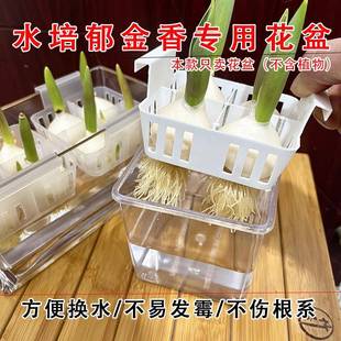 水培郁金香花盆含定植篮水养种球玻璃器皿方便换水透明郁金香花瓶