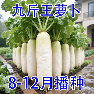 九斤王白萝卜种子阳台盆栽不空心萝卜秋播耐热耐寒特大萝卜种籽