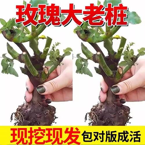 云南基地直发玫瑰老桩开花树苗月季花苗特大花卉四季老根盆栽室内