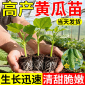 水果黄瓜苗秧四季 蔬菜苗秧苗盆栽南方小青瓜旱瓜 种子阳台番茄秋季
