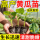 水果黄瓜苗秧四季 蔬菜苗秧苗盆栽南方小青瓜旱瓜 种子阳台番茄秋季
