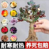 玫瑰花树苗老桩月季 花苗灌木大花盆栽室内外开特大花浓香老根绿植