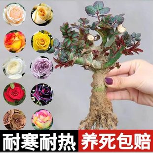玫瑰花树苗老桩月季花苗灌木大花盆栽室内外开特大花浓香老根绿植