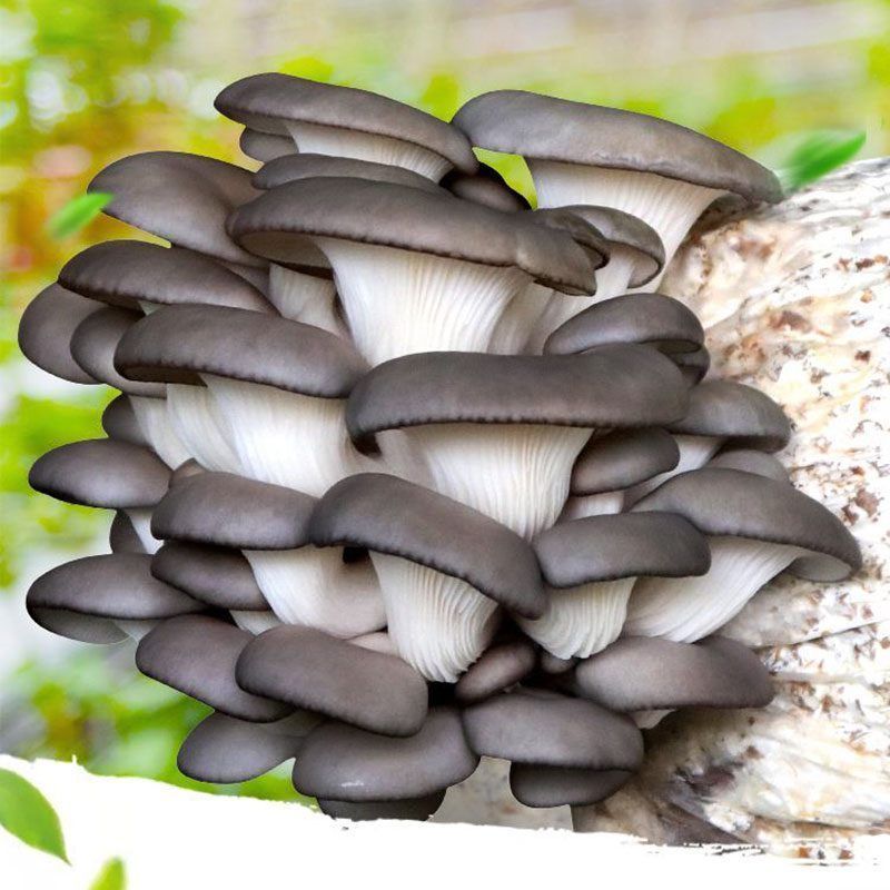 蘑菇种植包菌种菌包家种菌菇香菇黑平菇种子盒子家庭食用新鲜春季