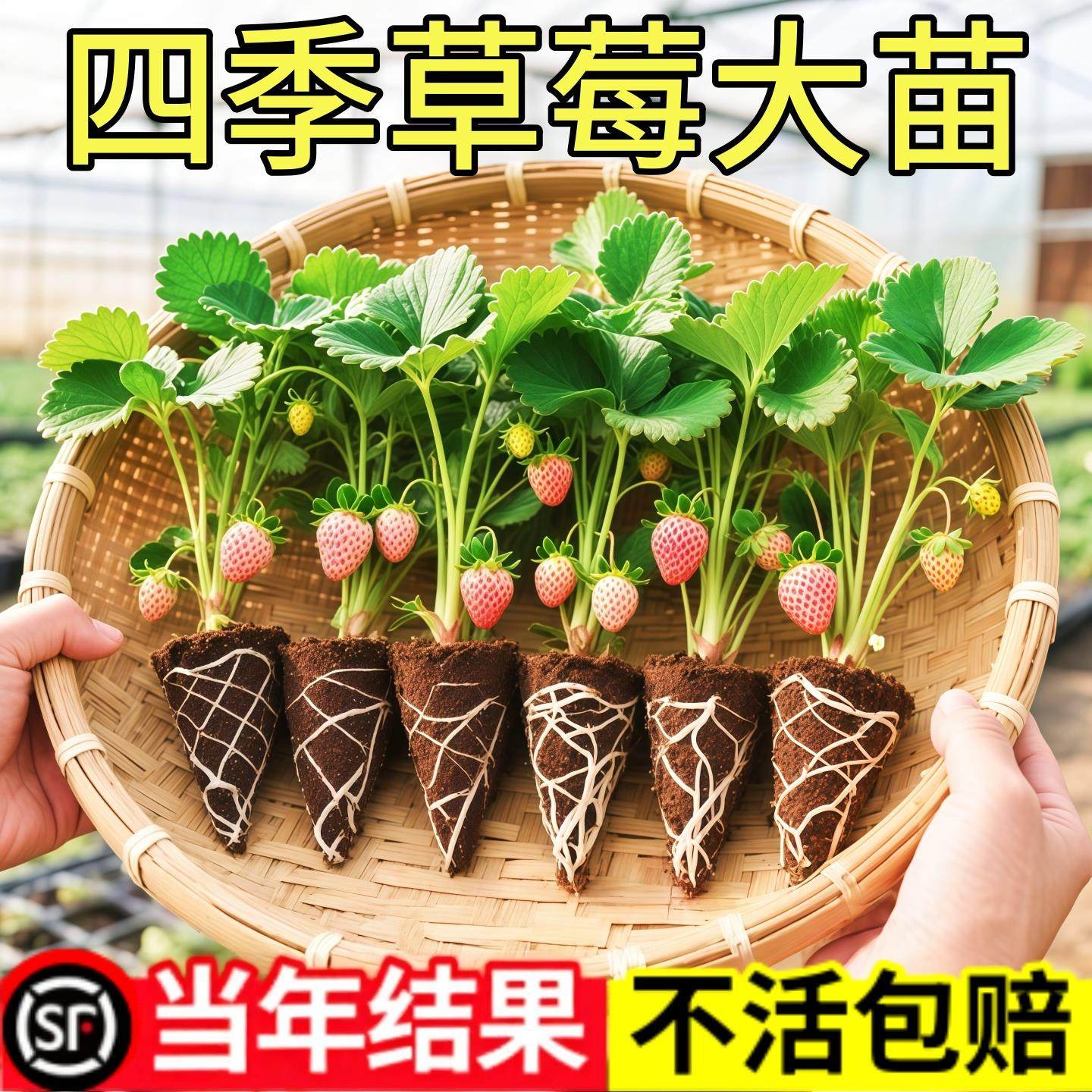 奶油草莓苗盆栽冬季带盆带土种籽子红颜四季结果阳台种植新苗苗秧,鲜花速递/花卉仿真/绿植园艺,藤本/攀援植物,淘宝优惠券,粉丝福利购,淘宝优惠卷