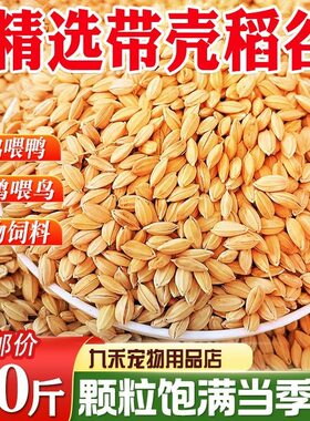 稻谷带壳谷子20斤水稻稻子100斤喂鸡鸭鹅鸽子鸟仓鼠宠物饲料