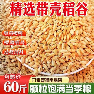 稻谷带壳谷子20斤水稻稻子100斤喂鸡鸭鹅鸽子鸟仓鼠宠物饲料