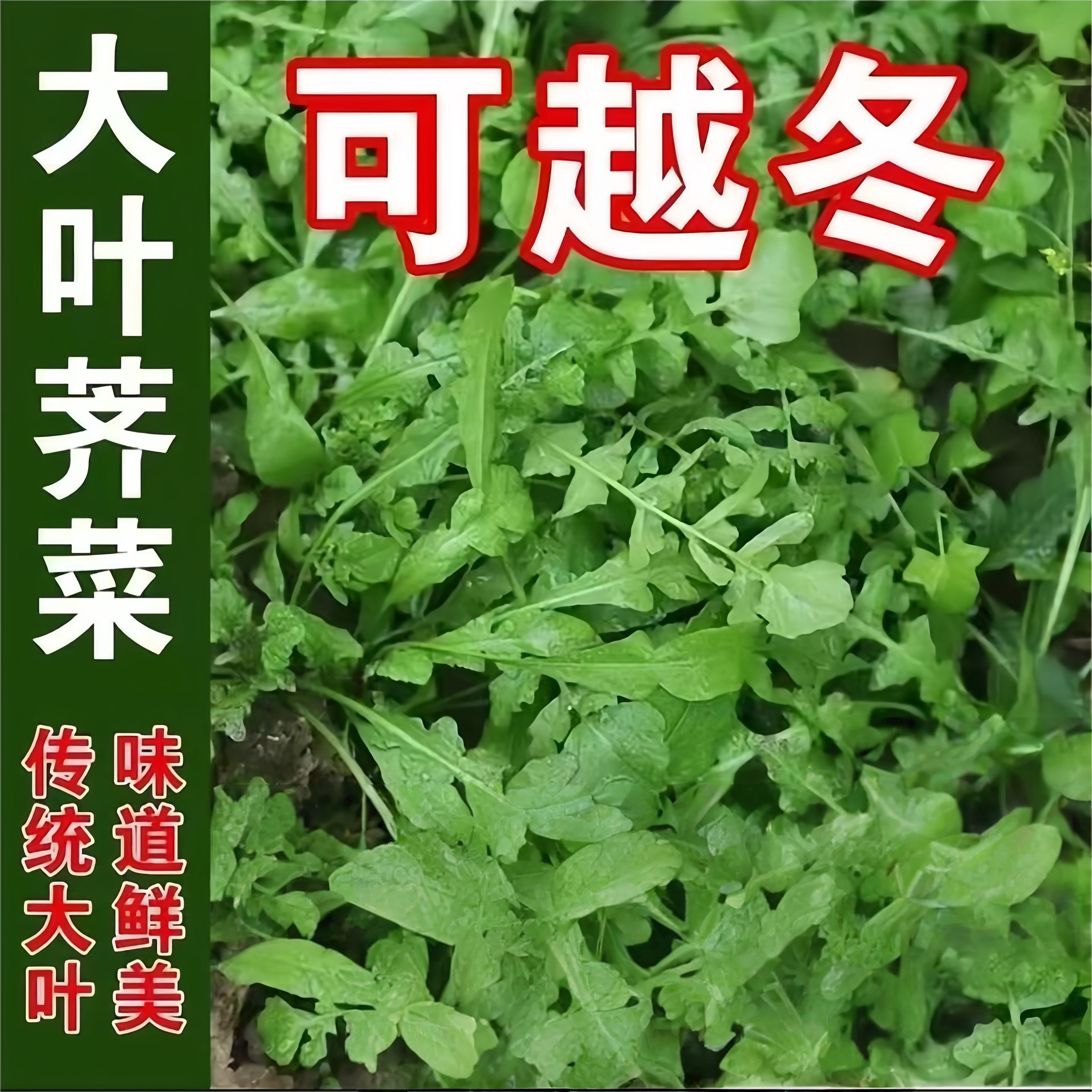 野生荠菜种籽四季老品种大叶荠菜种子小叶阳台盆栽蔬菜种孑籽大全