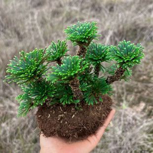 卷柏懒人老桩复活草室内绿植室外四季九死还魂草不死草耐寒绿植