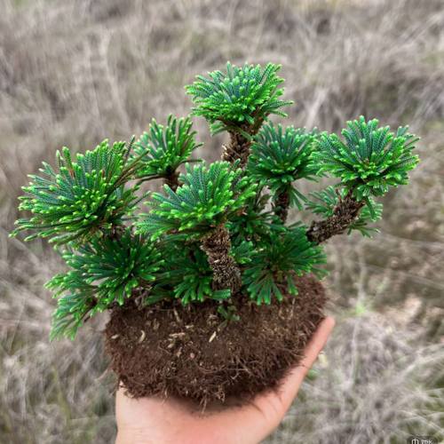 卷柏懒人老桩复活草室内绿植室外四季九死还魂草不死草耐寒绿植