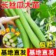 香嫩长香丝瓜苗早熟高产长顺直耐热爬藤特长丝瓜庭院阳台四季 蔬菜