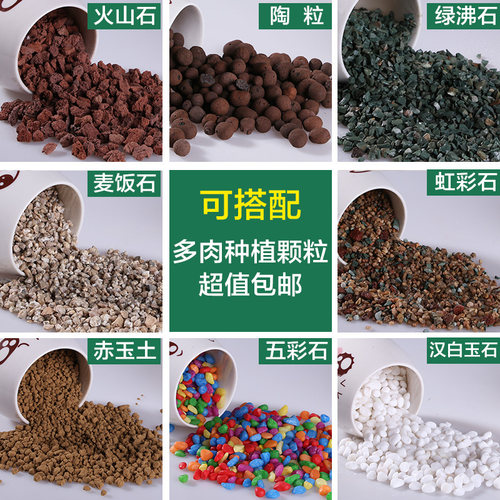 萌萌肉植物景天肉锥铺面