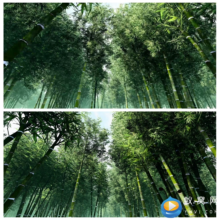 s1586 竹海 竹林 竹子伴舞 宁静微风十面埋伏led大屏背景视频素材