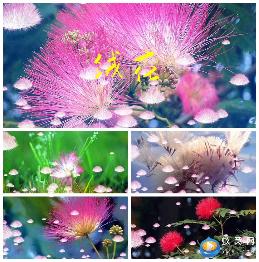 s1300 绒花 配乐成品mv节目演出led大屏背景视频素材制作