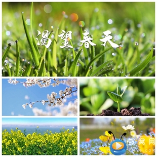 春暖花开花开阳光明媚樱花视频素材 渴望春天 S2631 诗歌朗诵