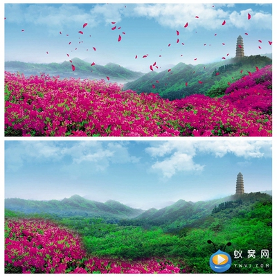 S1668 山丹丹开花红艳艳 映山红 晚会节目表演LED背景视频素材