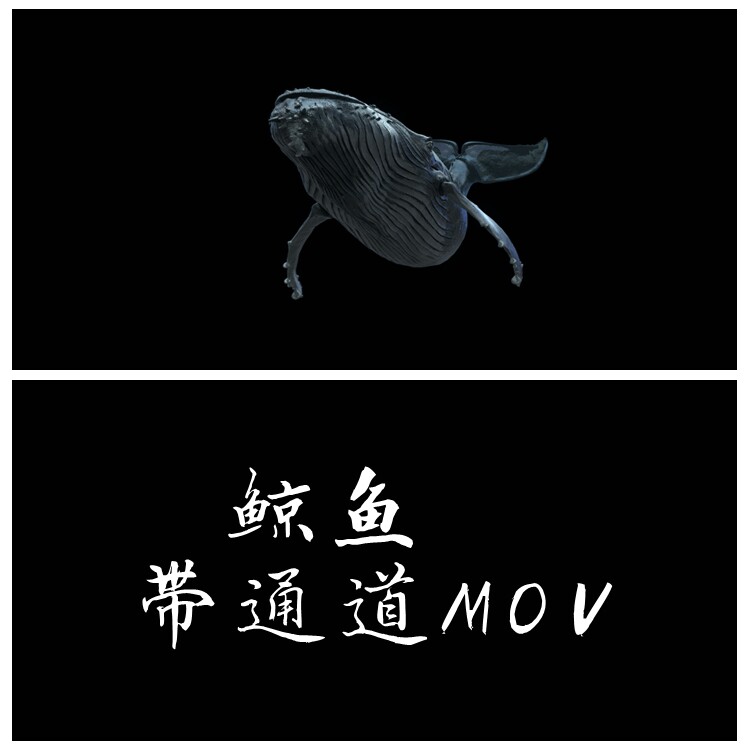s2540 大鱼4k 鲸鱼 鲲鹏 特效大鱼带透明通道合成 前景视频素材