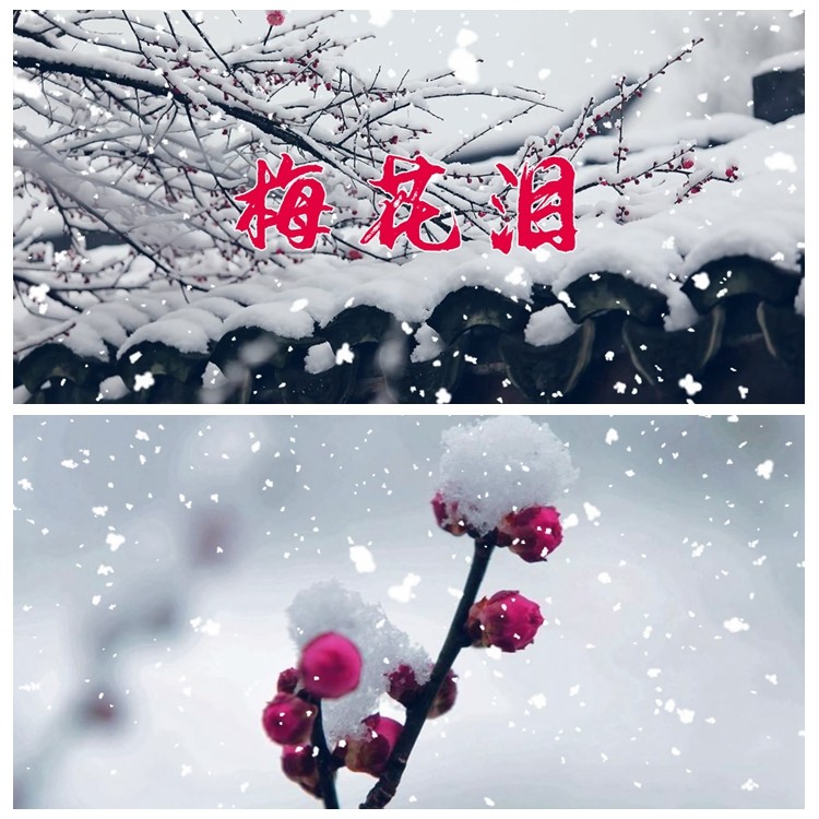 s3626 梅花泪 伴奏 歌曲mv演出led节目大屏舞美背景视频素材