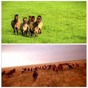 S3650 草原 奔跑的马 万马奔腾 视频素材