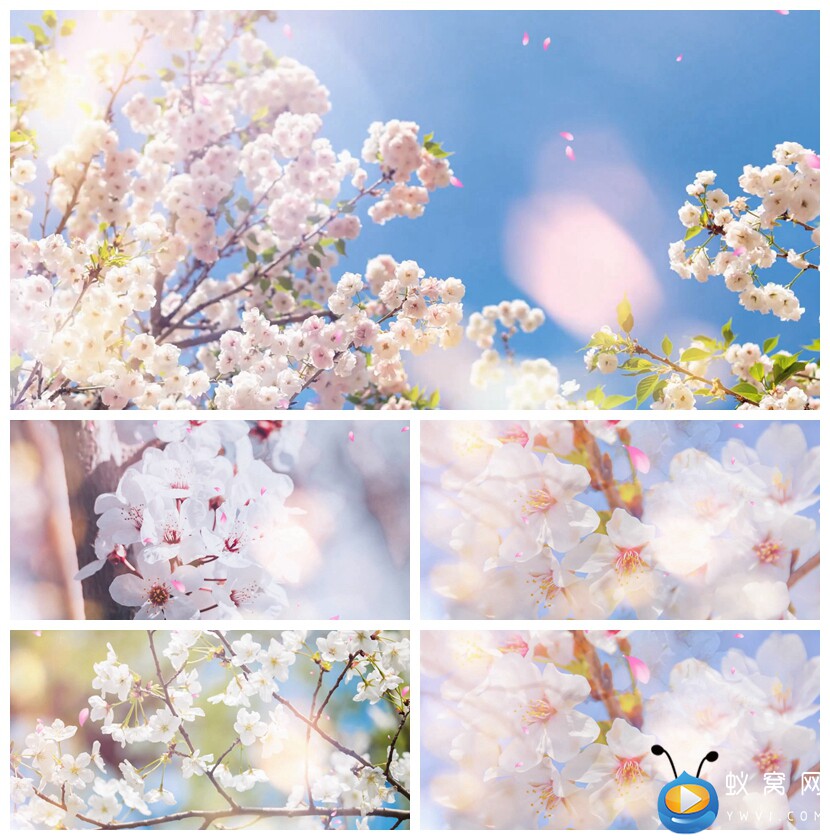 S2715 梨花颂  歌曲MV 爱国 爱党 七一晚会LED节目视频素材