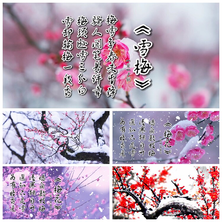 s4617国学展演《傲梅》 墨梅雪梅咏梅梅花经典古诗歌朗诵视频素材