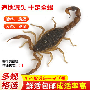 十足全蝎子活体全虫煲汤油炸泡酒食用冷冻沂蒙山同款东亚蚶蝎包邮