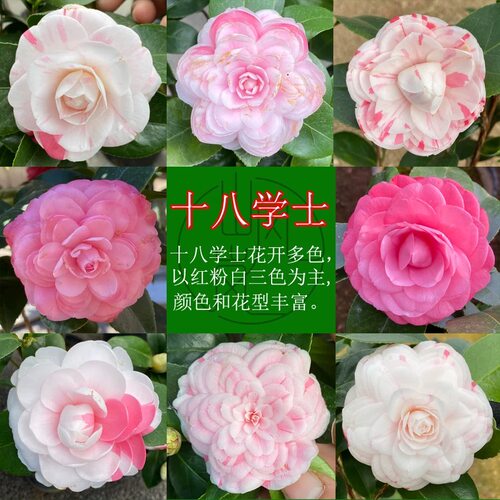 十八学士品种又名小五彩红粉白多色带花苞盆栽