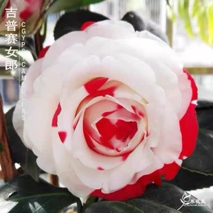 吉普赛女郎小苗无花苞超大花品种茶花